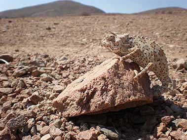 Chameleon on a stone