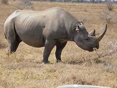 Rhino in the bush