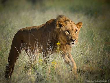 Lion near Okongwe